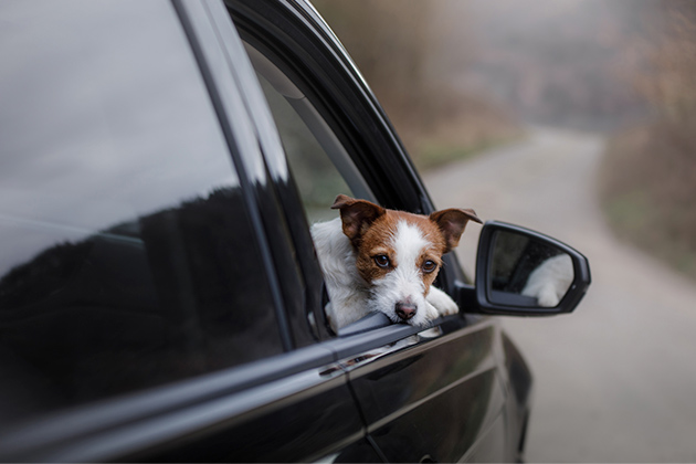 Infrações pouco conhecidas: pode andar com animal no banco da frente?
